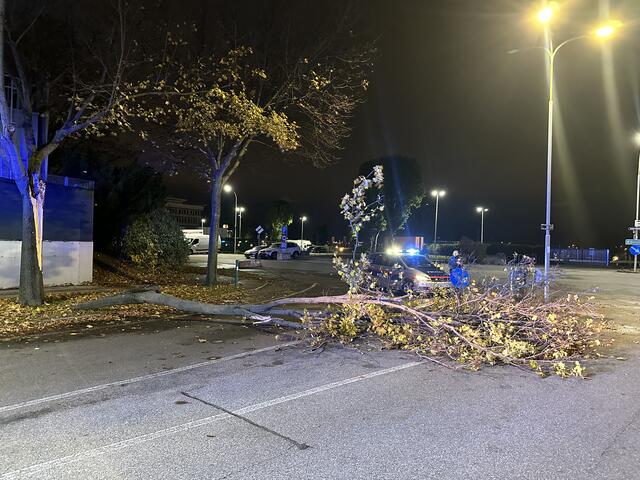 Ein teil des Baums blockierte die Fahrbahn. | Foto: FF Schwechat