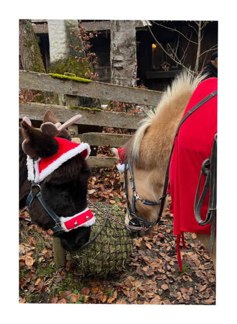 Der gesamte Erlös des Adventmarktes kommt den Tieren der Grukodilfarm zu Gute. | Foto: Grukodilfarm