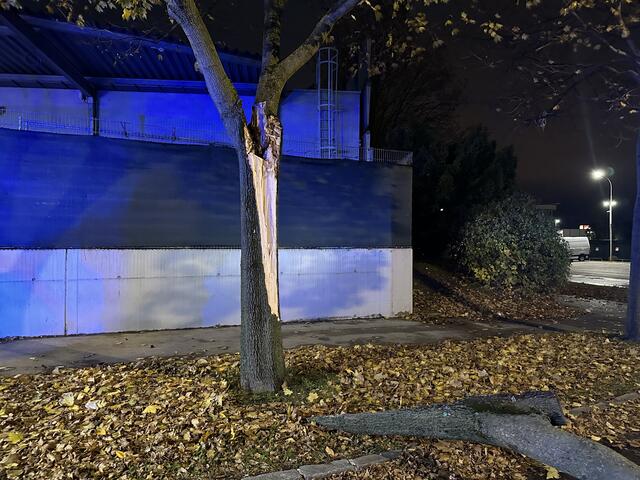 Der Baum war bereits stark beschädigt. | Foto: FF Schwechat