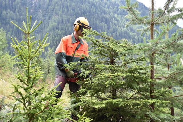 Vor allem in der Durchforstung liegt noch beachtliches Potenzial. Tirol könnte mehr Holz nachhaltig nutzen.  | Foto: © Land Tirol