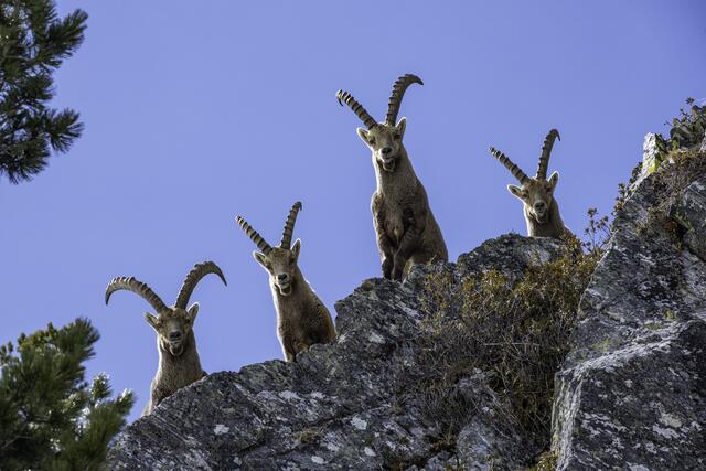 Vier junge Steinböcke im Jamtal, die mich als Fotografen-neugierig beobachten