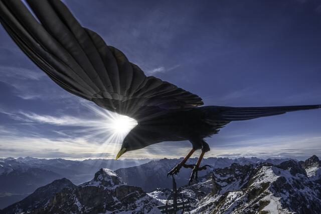 Alpendohle über dem Gipfel der Rofanspitze. Dieser gesellige,-hochintelligente Rabenvogel ist ein wahrer Akrobat der Lüfte.