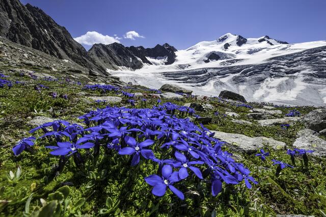 Auf dem Moränenschutt südlich des Hinteren Brunnenkogels-blühen Polster von Schusternagelen (Frühlings-Enzian), darüber-der Taschachferner und die Ötztaler Wildspitze.