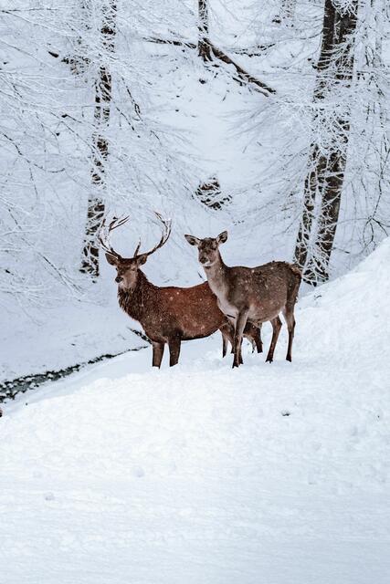 Foto: Naturpark Weissensee