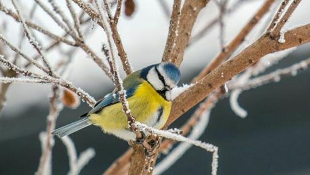 Wildtier- und Vogelbeobachtung inmitten der Winterlandschaft | Foto: Naturpark Weissensee