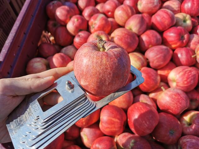 Äpfel müssen in der EU eine gewisse Mindestgröße haben. | Foto: cf