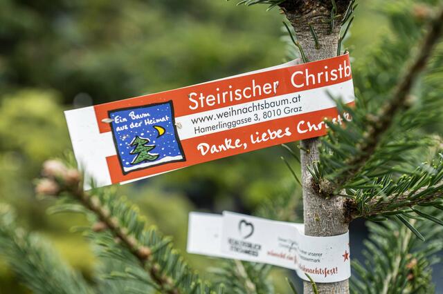 Die rot-weiß-rote Banderole mit blauem Logo weißt auf steirische Christbäume hin. | Foto: LK Steiermark/Foto Fischer