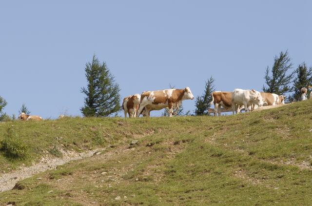Friedliche, EU-konforme Kühe, weiden am Schneeberg. | Foto: Santrucek