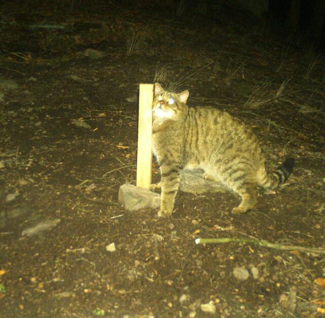 Wildkatzen-Sichtung in einer Fotofalle. | Foto: Naturschutzbund/P. Gerngross