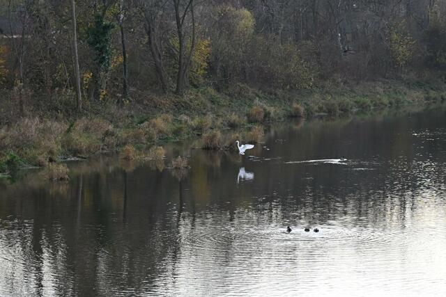 Ein Silberreiher landet am Schwarza-Ufer