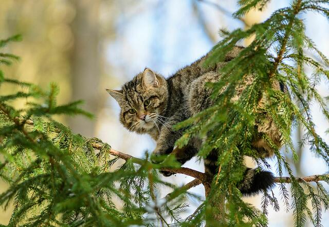Wildkatze, Felis Silvestris | Foto: ÖBf/W. Simlinger
