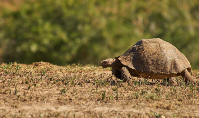Jugendliche gaben beim Notruf-Telefon des Brucker Tierheims an, eine Schildkröte gefunden zu haben und legten lachend auf. | Foto: Unsplash