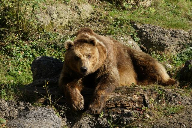 Der Braunbär Aragon | Foto: ZOO Salzburg