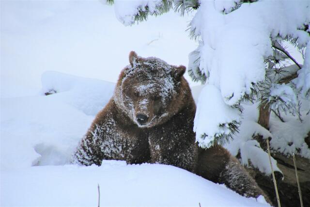Der Braunbär Aragon | Foto: Otto_Kalensky