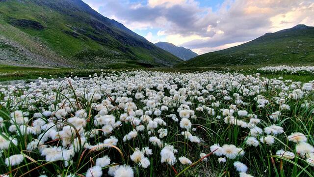Wollgras in der Fruchtphase im August | Foto: Martina Ofer