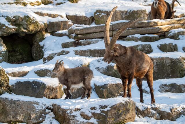 Alpensteinbock_Schnee_Jungtier | Foto: Zoo Salzburg