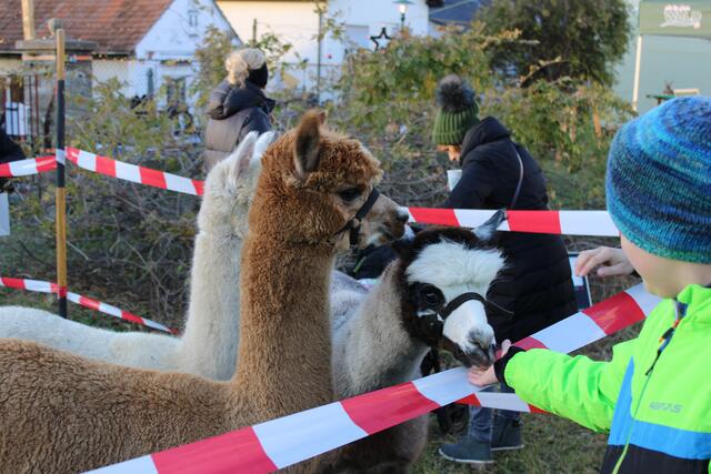 Flauschige Besucher waren ebenfalls vor Ort. | Foto: Anika Paul