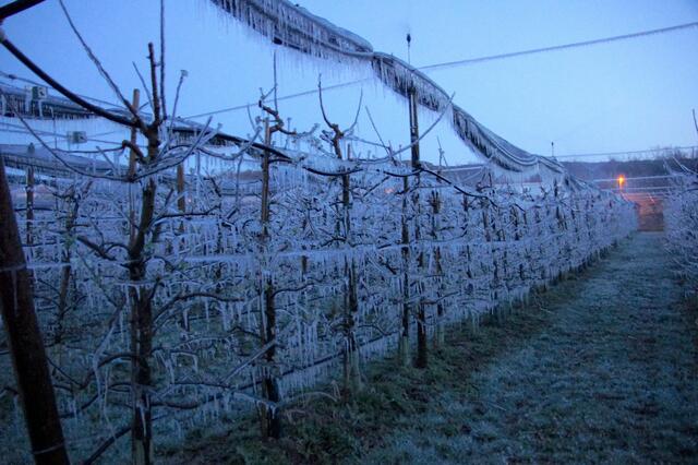 Bei Steinobst wurden heuer große Ernteausfällen verbucht.  | Foto: Necker