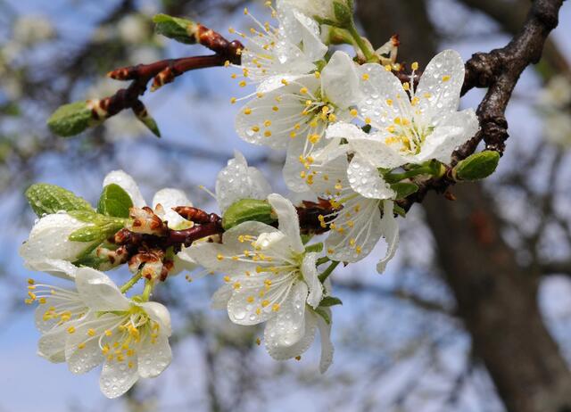 So schön blühten die Marillenbäume schon, dann kam der Frost. | Foto: Herbert Schleich