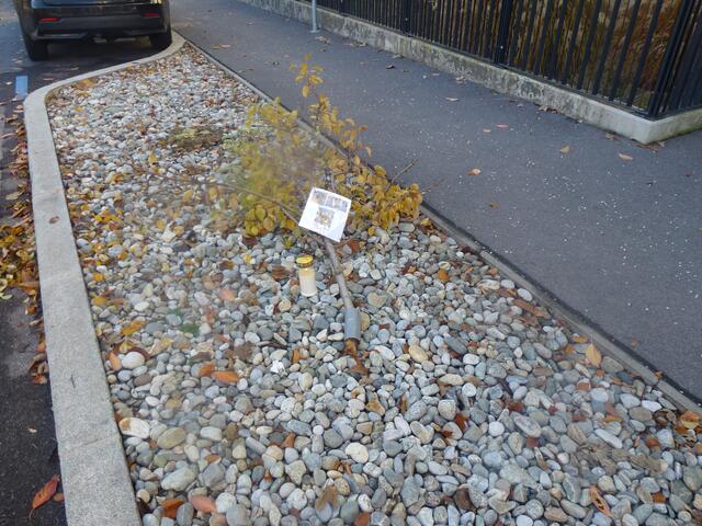 Auf brachiale Art und Weise wurde, ein von Bürgern gepflanzer Birnenbaum auf Höhe Muchargasse 18, nachdem dieser dort 1.336 Tage stehen durfte, vernichtet.