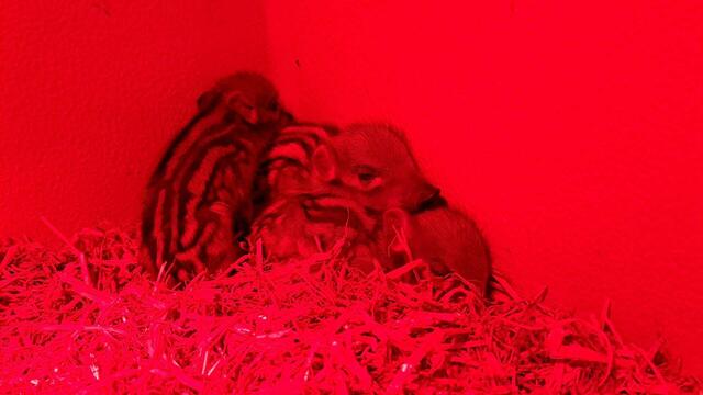 Drei kleine Wildschweine sind im Tierheim Vösendorf untergebracht.
 | Foto: Tierschutz Austria