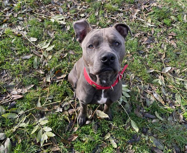 Pasha kam als Fundtier ins Tierheim Linz, dürfte aber bereits einiges an Erziehung genossen haben.  | Foto: Tierheim Linz