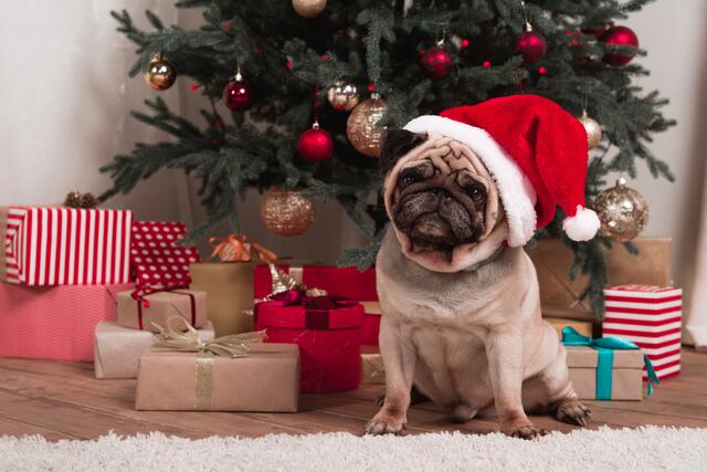 Ein Tier ist kein Weihnachtsgeschenk. | Foto: AndrewLozovyi/ PantherMedia