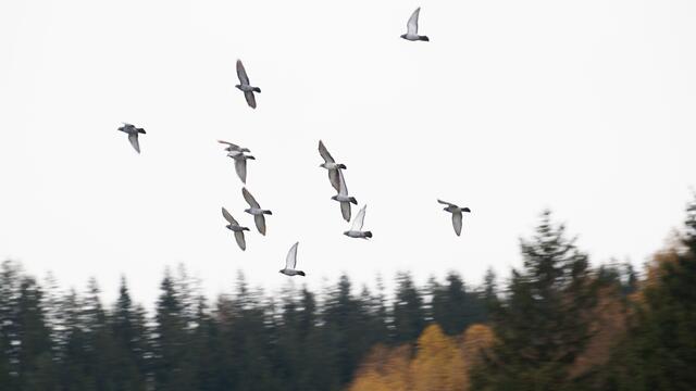 Abgesehen von ihrem schlechten Ruf im städtischen Raum sind Tauben doch besonders interessant: trotz stundenlanger Fahrt im Auto finden sie (fast) immer zurück nach Hause. | Foto: Schrapf