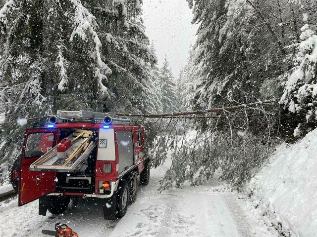 Viel Glück im Unglück. Ein Baum fiel auf ein Feuerwehrfahrzeug der Maria Lankowitzer, verletzt wurde niemand. | Foto: FF Maria Lankowitz