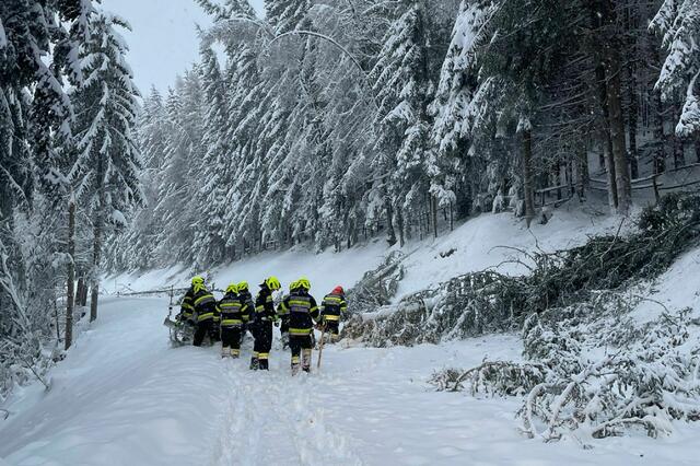 Bäume mussten beseitigt werden. | Foto: FF/Zeiler