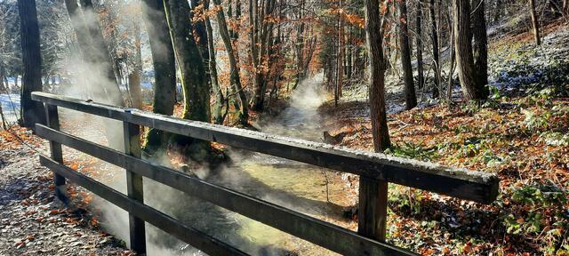 Das warme Wasser des Maibachls verleiht dem Wald eine besondere Stimmung.