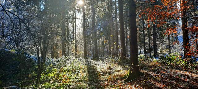 Die Sonne küsst den ersten Frost im Wald.
