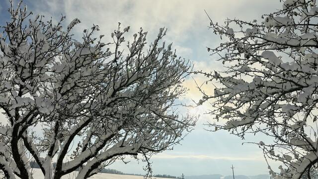 Gloxwald, Waldhausen im Strudengau | Foto: Fam. Hinterdorfer