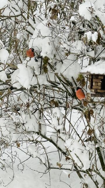 Waldhausen im Strudengau | Foto: Fam. Hinterdorfer