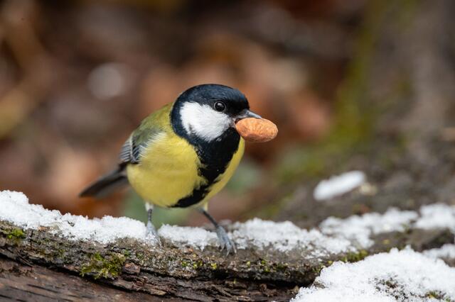 Die „Stunde der Wintervögel“ ist Österreichs größte Vogelzählung und findet von 5. bis 7. Jänner 2024 bereits zum 15. Mal statt.  | Foto: BirdlLife Österreich/Gebhard Brenner