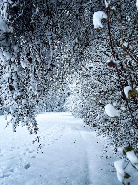 Ried in der Riedmark | Foto: Julia Eisterer