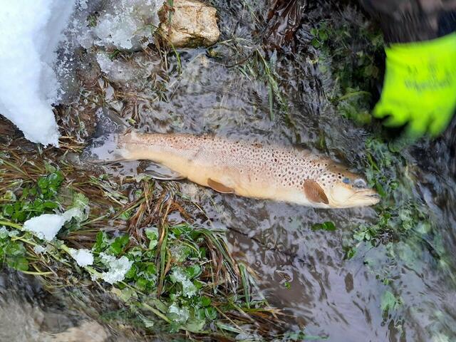Foto: Fischereiverein
