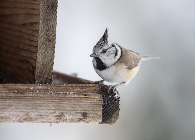 Artgerecht dargebotenes Futter am Futterhaus sowie natürliches Futter, das durch eine naturnahe Gartengestaltung gewährleistet wird, sind wertvolle Helfer beim einstündigen winterlichen Vogelzählen zur Stunde der Wintervögel 2024. | Foto: BirdlLife Österreich/Gebhard Brenner