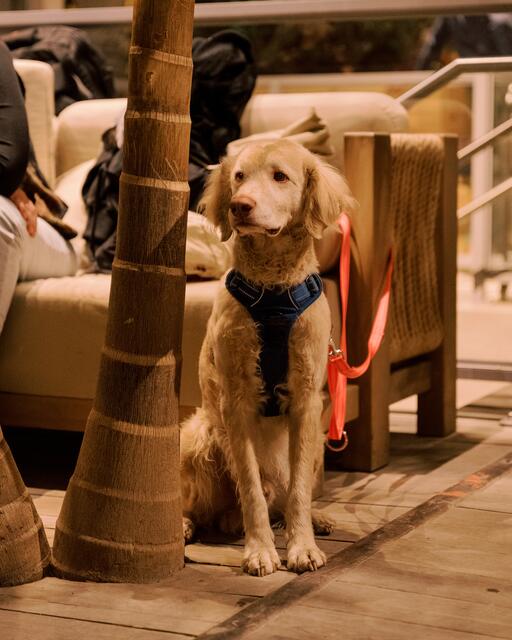 Auch Hunde sind im Gleisgarten gerne gesehen… | Foto: CHIARAMILO