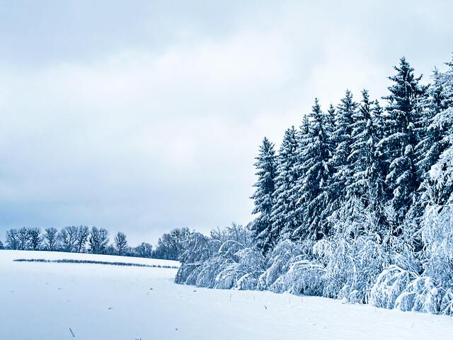 Ried in der Riedmark | Foto: Julia Eisterer