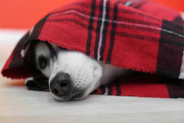 Viele Hunde verkriechen sich und suchen Zuflucht unter dem Tisch, unter einer Decke oder auch in Kellerräumen.  | Foto: panthermedia