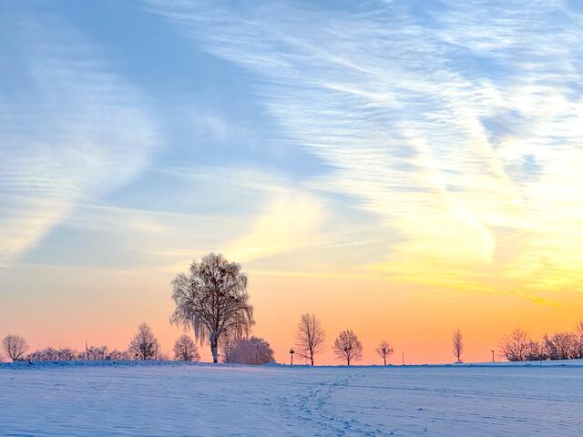 Ried in der Riedmark | Foto: Julia Eisterer