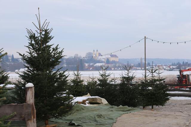 "Schlossblick" steckt nicht umsonst im Namen der Christbaumbauern aus Stainz. | Foto: Löschnig