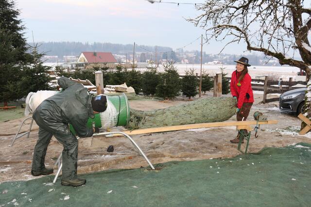 Im Dezember hat die Familie Strohmeier immer alle Hände voll zu tun. | Foto: Löschnig