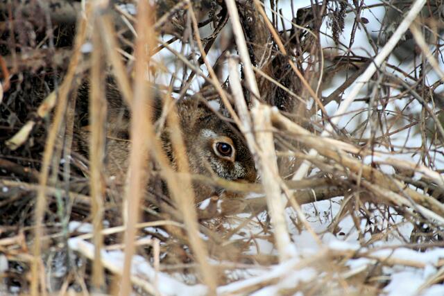 Ein Feldhase vertraut im Winterversteck auf seine Tarnung. Für Hunde, die nicht angeleint
sind, dennoch leicht zu finden. | Foto: Ch. Böck