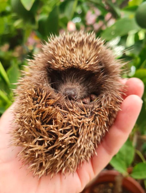 ... bis Igel und viele Wildtiere mehr werden bei den Kalteneggers gesund gepflegt. 