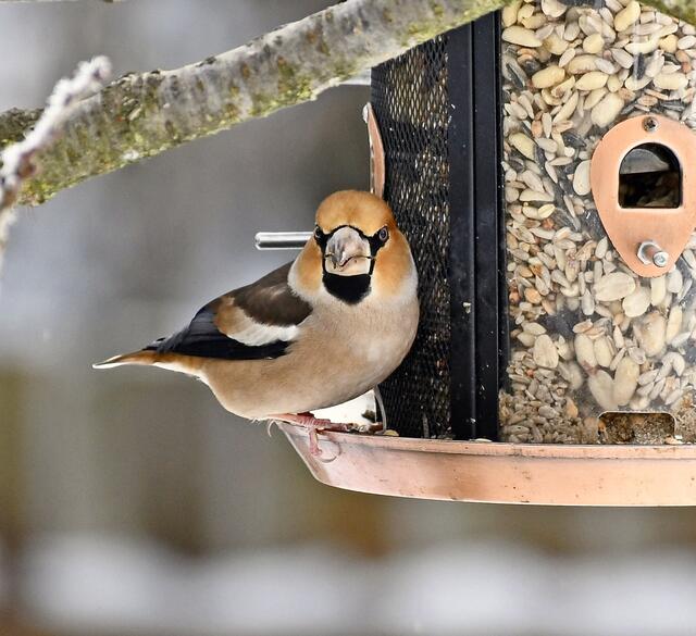 ein hübscher Vogel mit einer sehr schönen Zeichnung