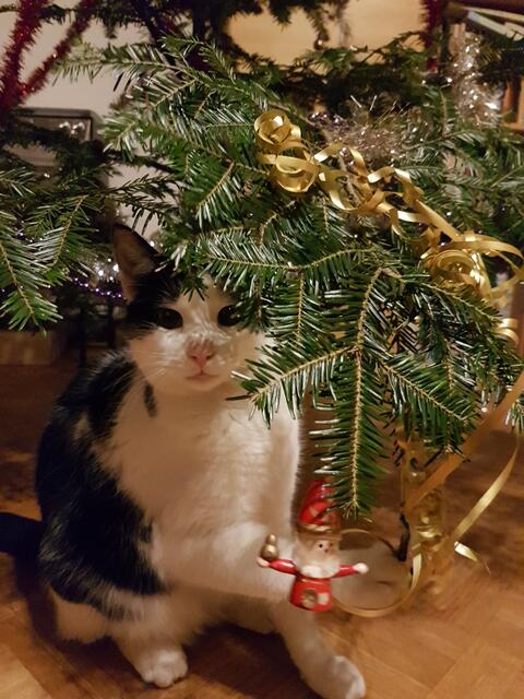 Kleine Malheure zu Weihnachten sind schnell geschehen. | Foto: Knoll