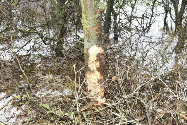 Foto: Thomas Lenger/MONATSREVUE