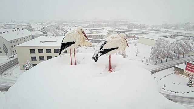 "Auch unsere Störche in Perg sind vom Schnee überrascht worden. Aber keine Sorge, sie halten das aus", schreiben die ÖBB auf Facebook. Das Bild stammt von der Storchenkamera, die beim Horst am Perger Bahnhof angebracht worden ist. | Foto: ÖBB